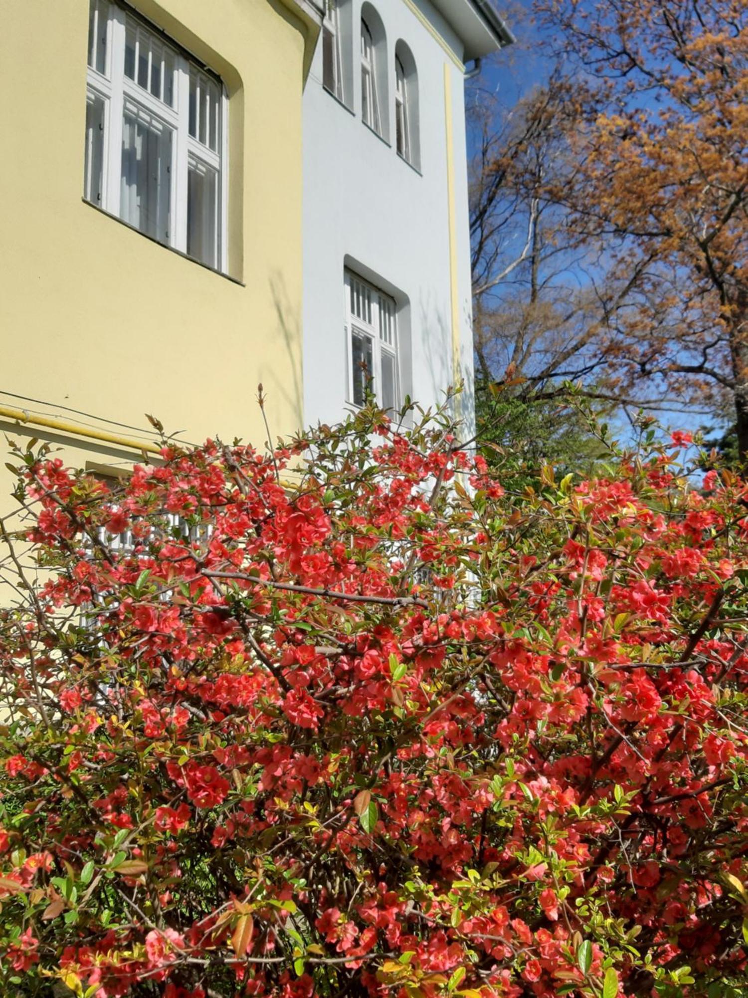 Green Hill Apartment Budapešť Exteriér fotografie